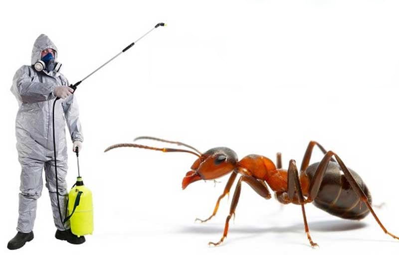 Ant Control