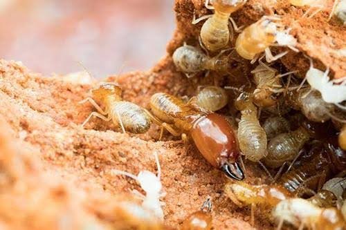 Termite and Rodent Control